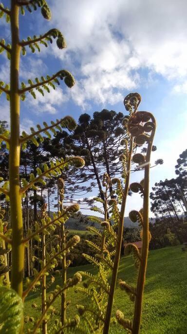 Refúgio Araucárias * Gonçalves
